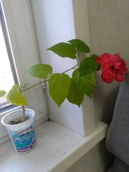 Гибискус "Китайская роза" 2 видов