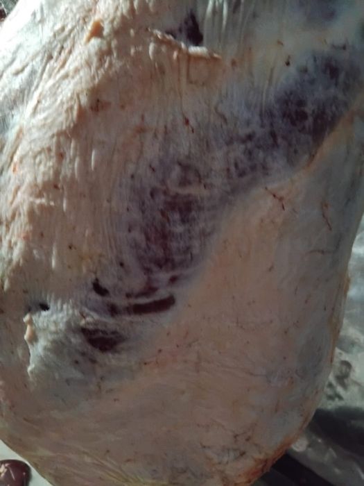 Продам мясо конина