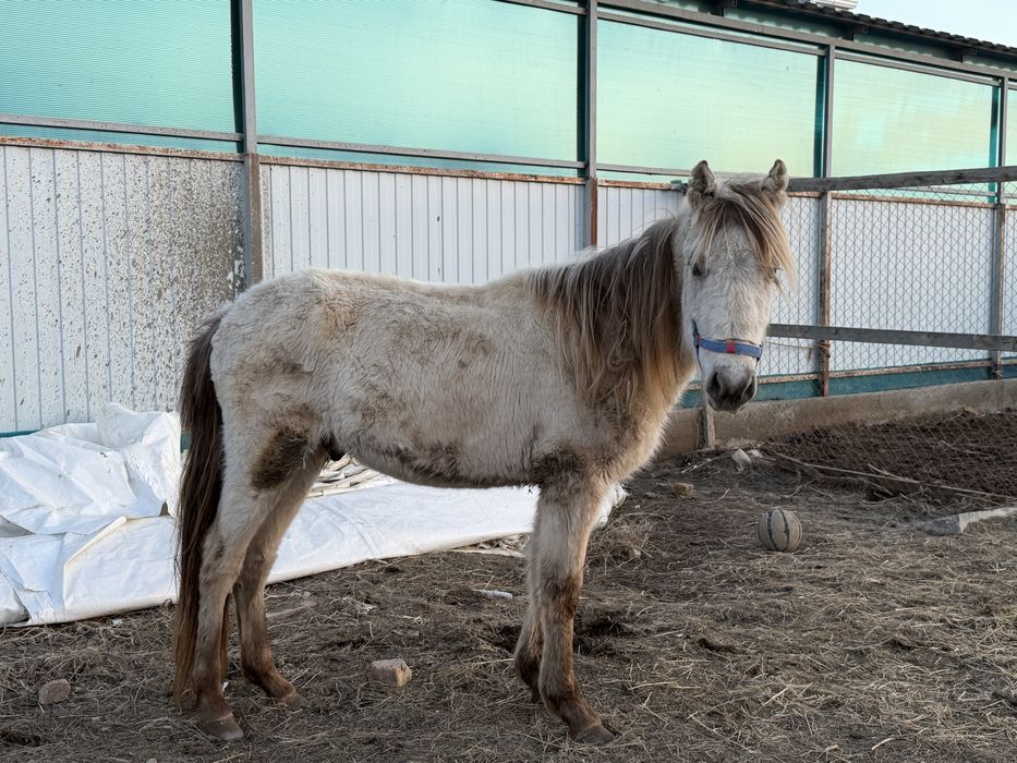 Тай сатылады 350мың