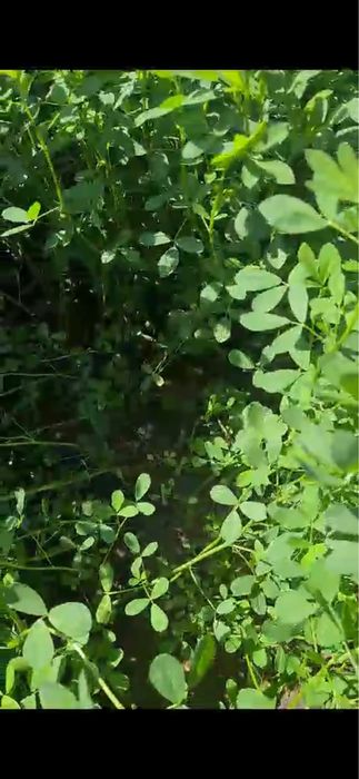 Семена люцерна. Жоныршка тукумы