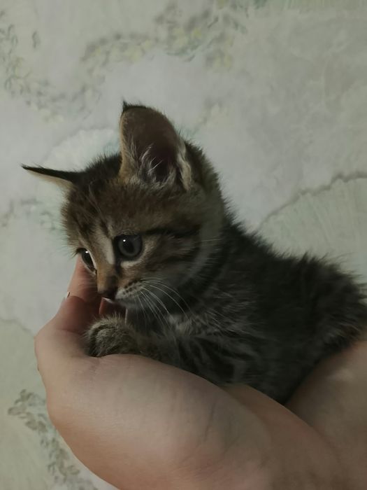 Отдам котят степной породы