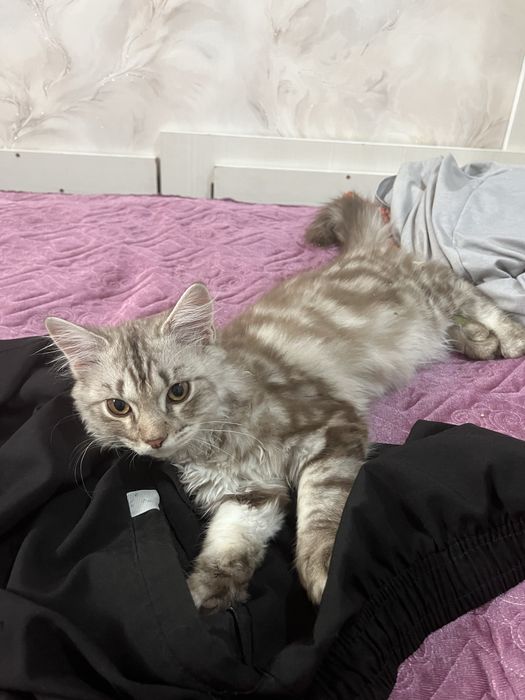 потерялась кошка 5 месяца