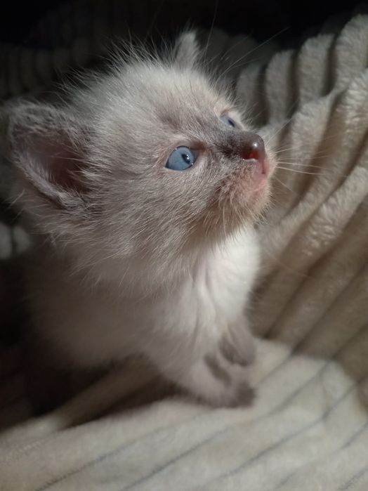 Продам сиамские котята