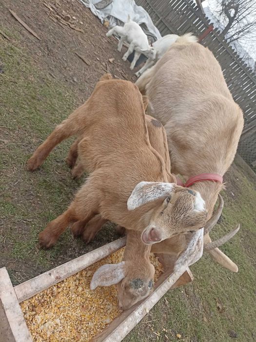 Disponibil iezi metis sannem și anglonubian