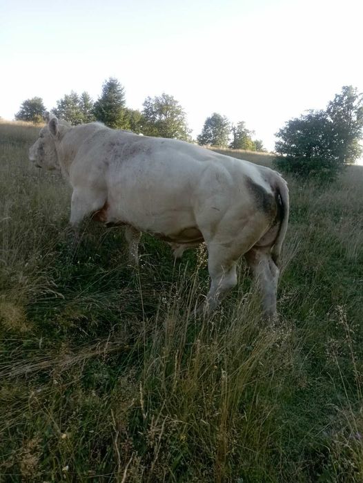 Tauri de vanzare