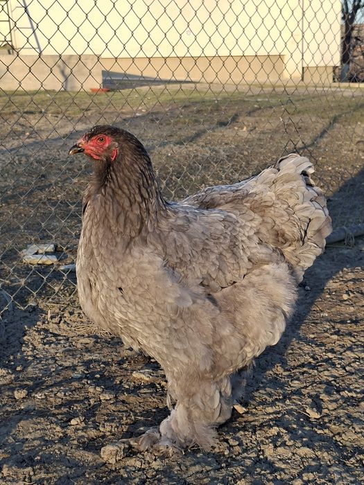 Cocoși/ouă rasă brahma