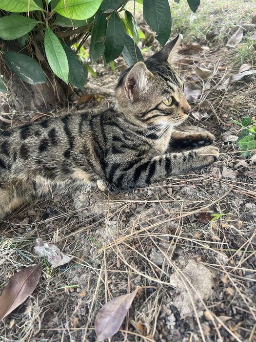 Бенгальская кошка