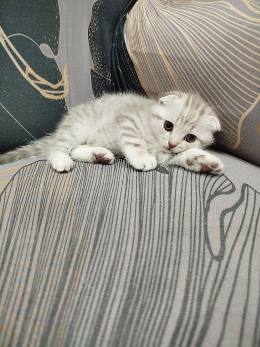 Котята шотландские