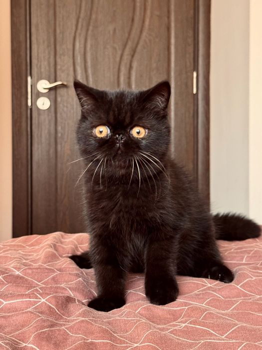 Персийски котенца, котета, котки