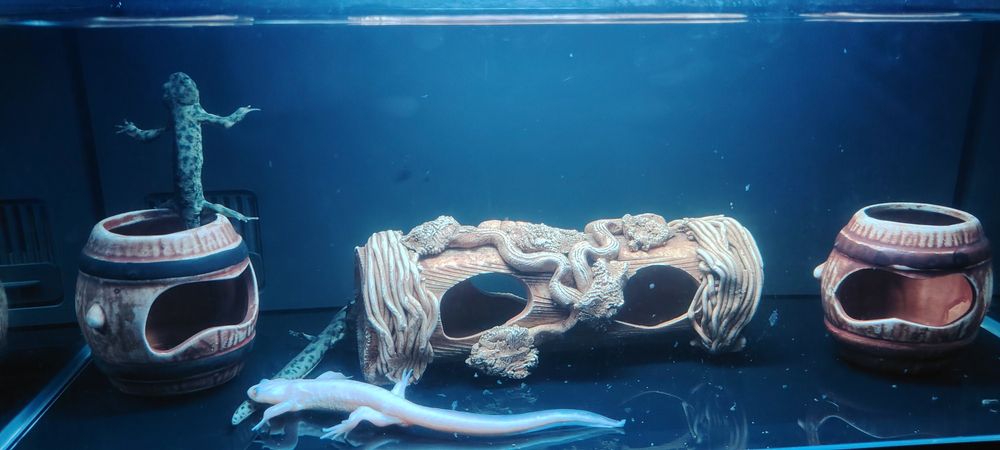 Тритоны вместе с аквариумом