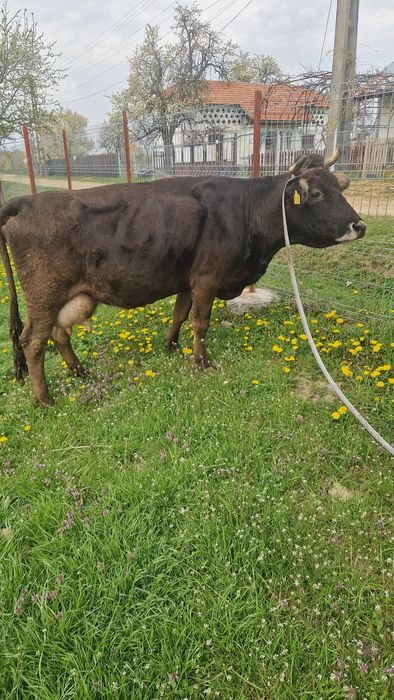 Vaca de vînzare mai multe detali la tel