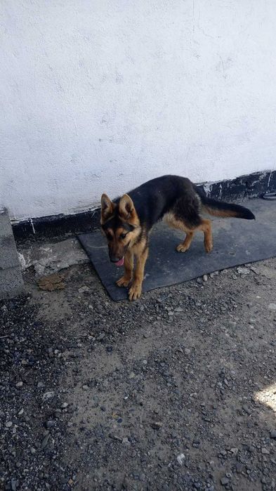 овчарка собака,,