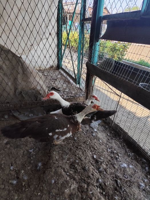 Продам индоуток и селезнеи.