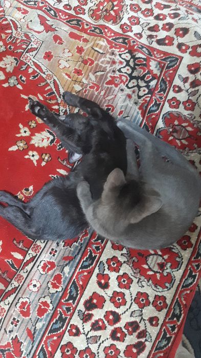 Бесплатно; Котята; Мальчики