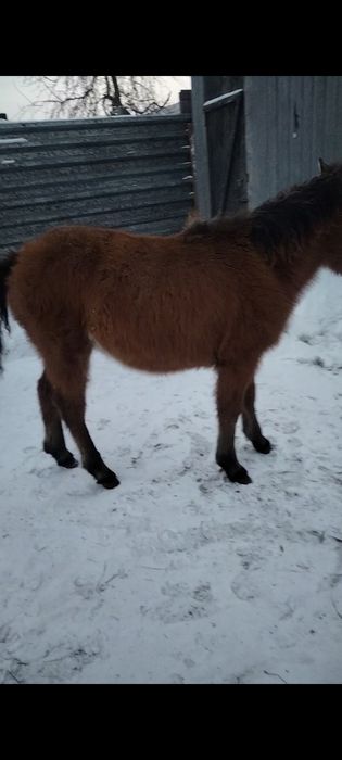 Продам кобылку 7 месяцев.