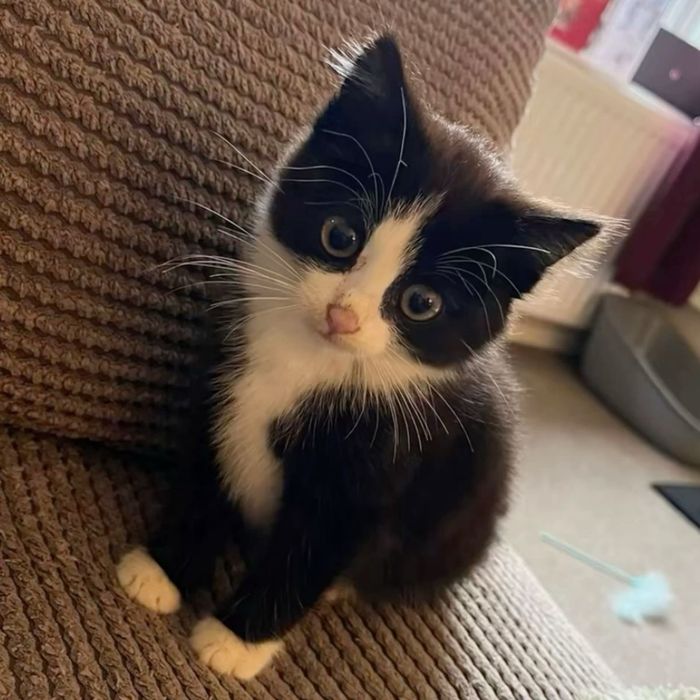Котенок БЕСПЛАТНО!!!