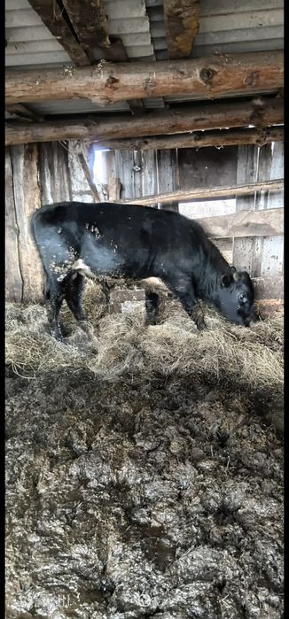 Продаются 3 быка