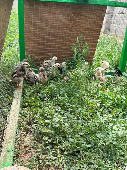 Балапандар сатылады қолдың тауықтарынан ашылған