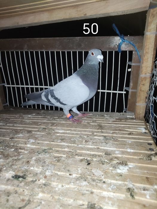 Dv sau schimb cu jucători