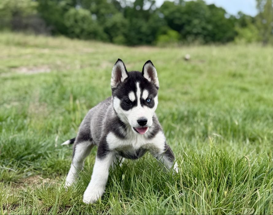 Femela husky siberian!