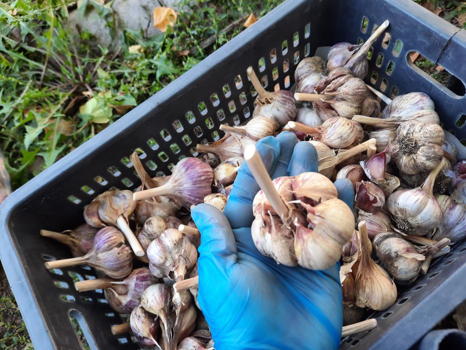 Продам домашний чеснок