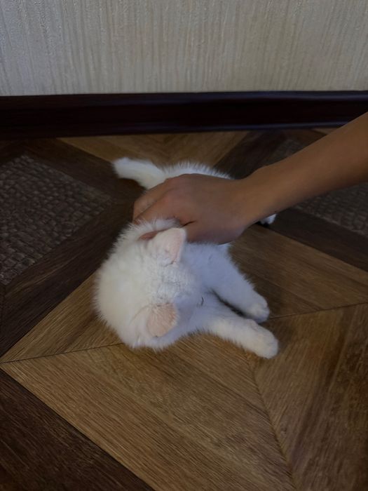 Голубоглазый котёнок Снежок