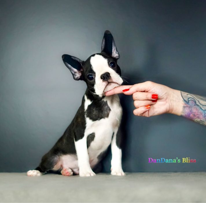 Baietel boston terrier cu pedigree