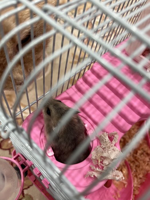 Продам хомяков джунгарских