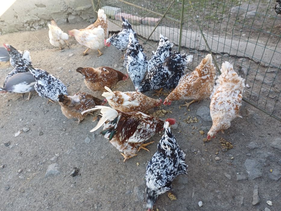 Vând ouă pentru incubator