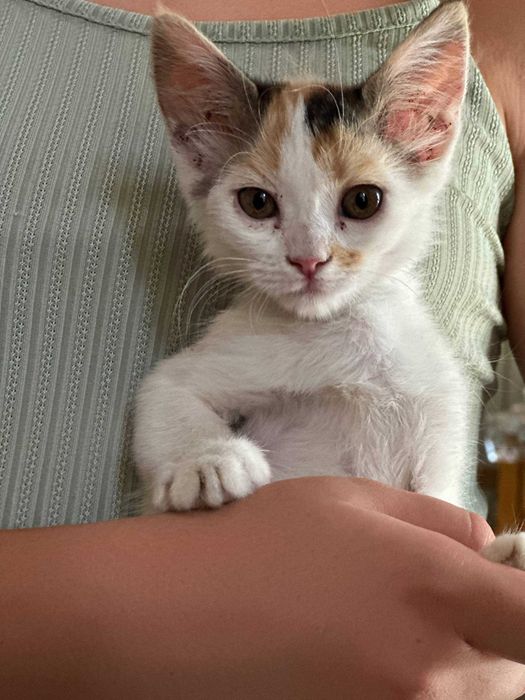 Милые котята отдадим в хорошие руки