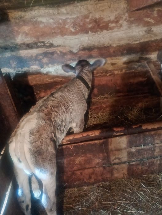 Vând Vițică de 5 saptamani