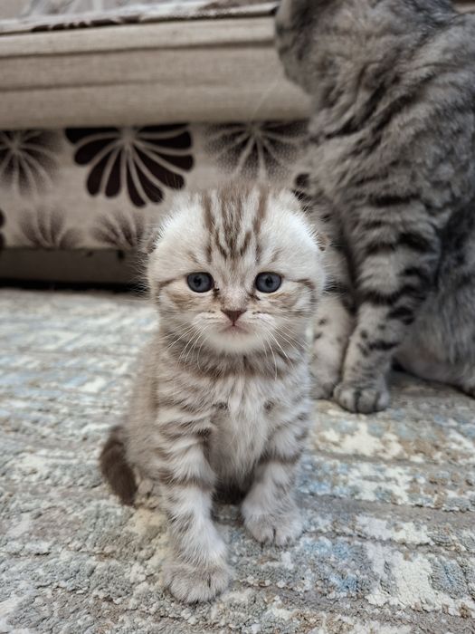 Котёнок. Британец