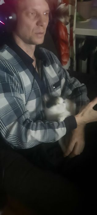 Кошка ещё котенок очень красивая