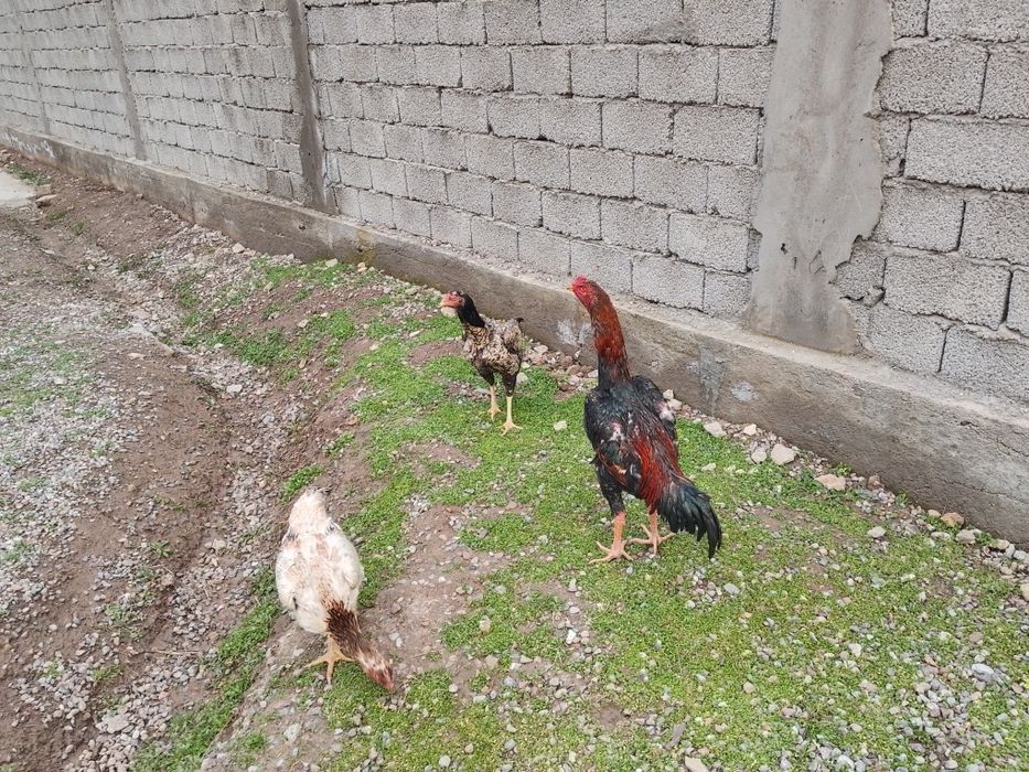 Sotiladi dakan tovuq