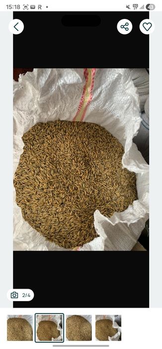 Vând ovăz calitate bună