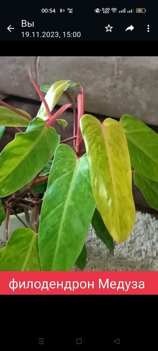 Цветы разные доступные экзоты