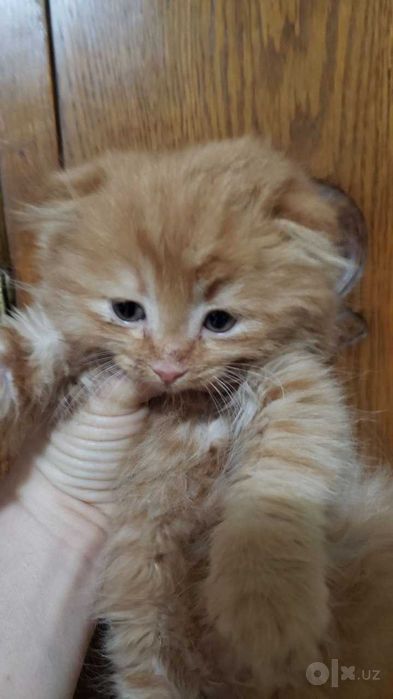 Продаются Котята. Скоттиш фолд