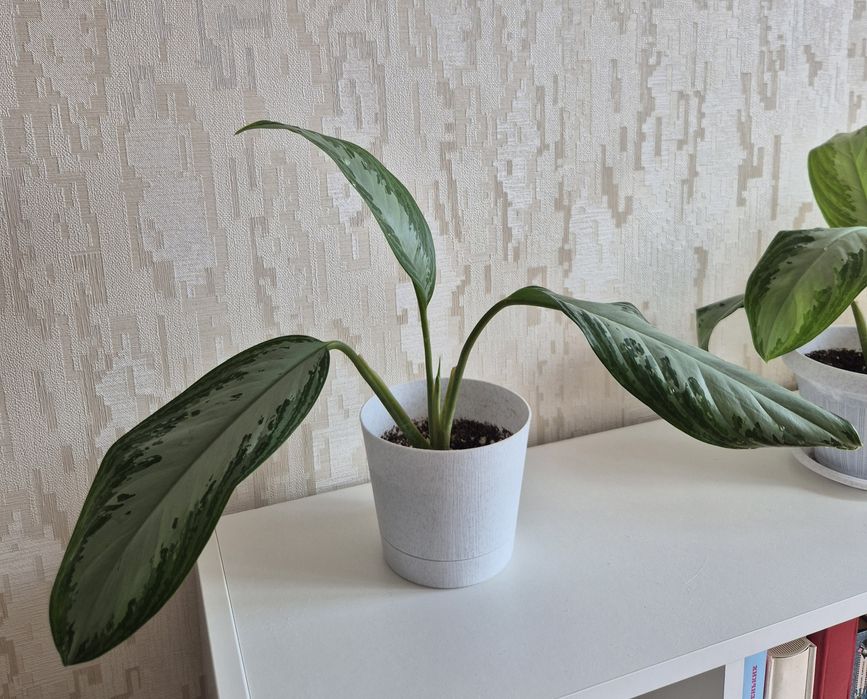 Аглаонема Silver Bay