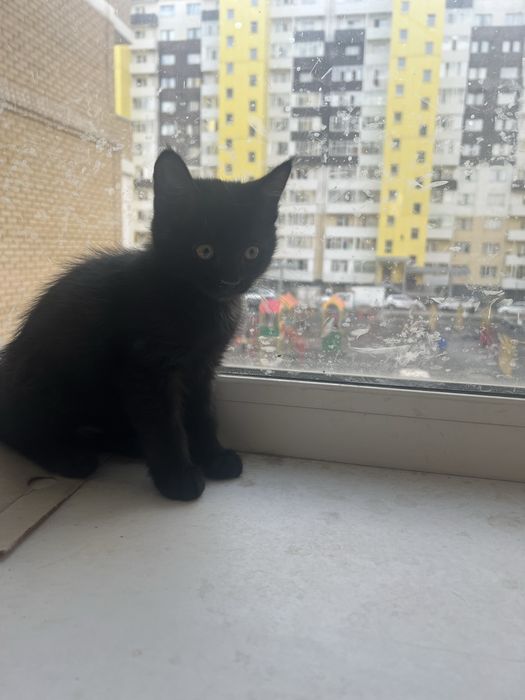 Отдам в хорошие руки