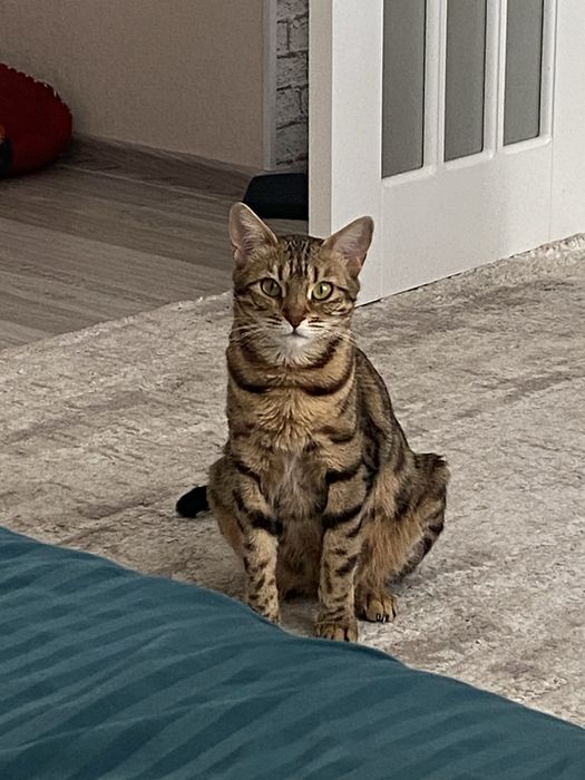 Бенгальская кошка в добрые руки