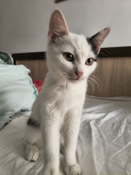 Pisicuta spre adoptie