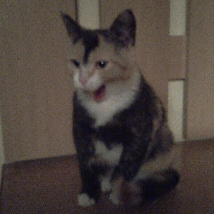 Отдадим в надёжные руки