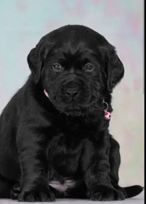 Щенки лабрадора на день влюблённых