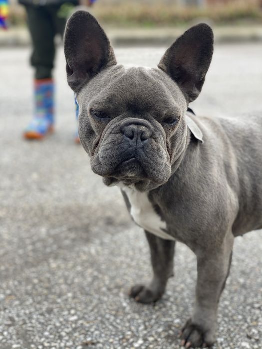 Френски Булдог Blue