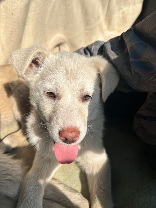 Отдам щенков в хорошие руки