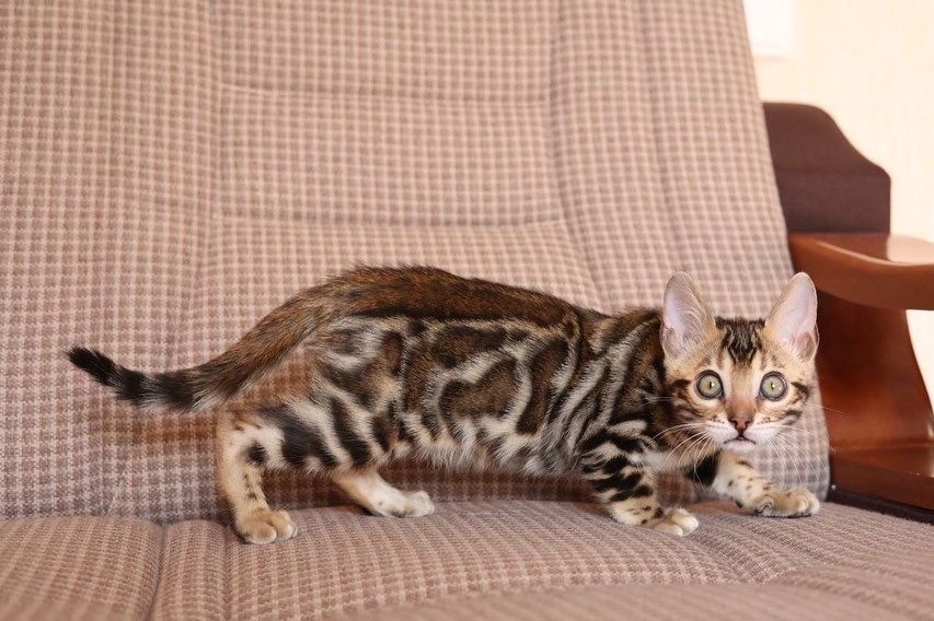 Клубные бенгальские котята
