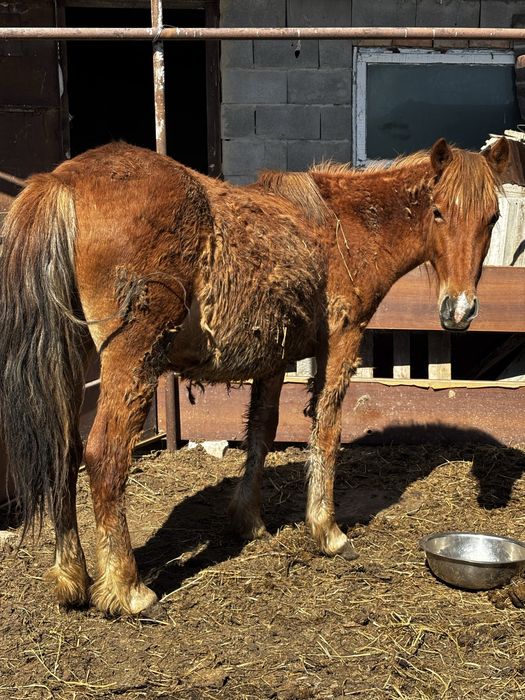 Семіз Жас бие 550 000 тг