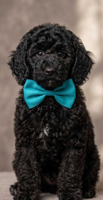 Pudel /Caniș caută căsuța iubitoare