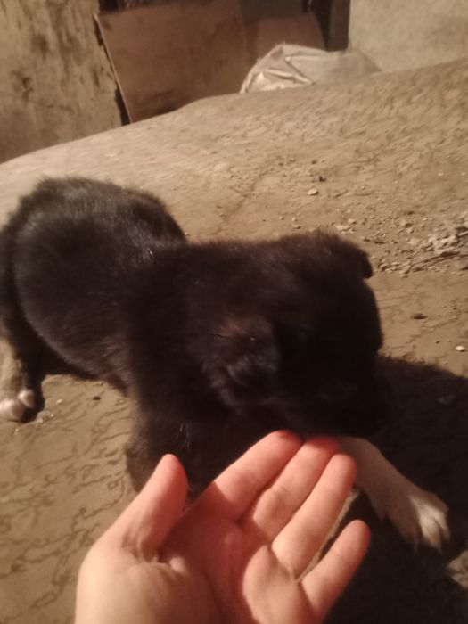 Отдам в добрые хорошие руки