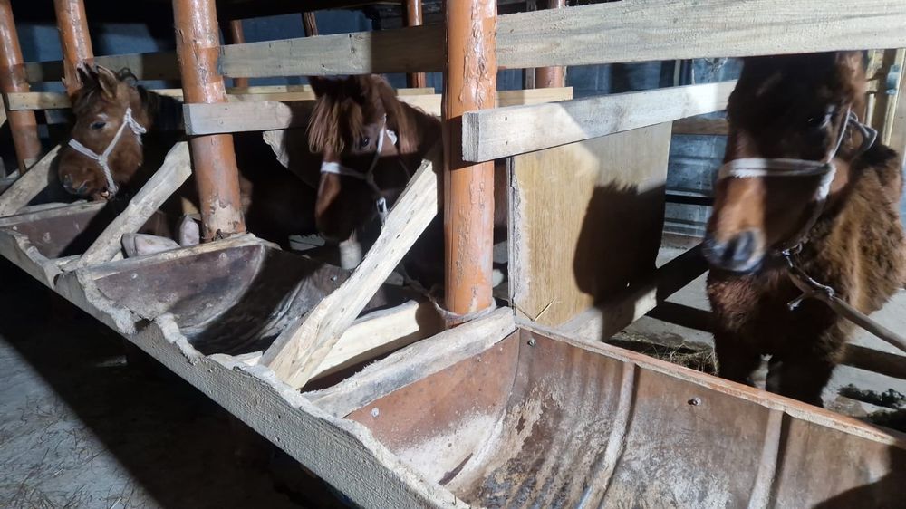 Тай жабағы сатылады